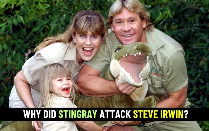 Why did stingray attack Steve Irwin?